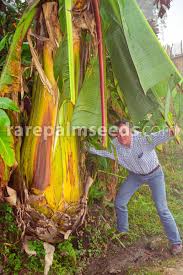 Image result for Ensete ventricosum