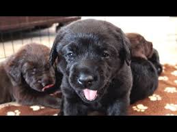 The cheapest offer starts at £950. Labrador Puppies Turn 1 Month Old Youtube