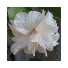 Maybe you would like to learn more about one of these? Buy Hibiscus White Plant Online At Lowest Price