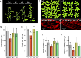 We did not find results for: Overlapping Functions Of The Four Class Xi Myosins In Arabidopsis Growth Root Hair Elongation And Organelle Motility Pnas