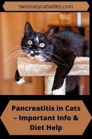 Pancreatitis In Cats Important Info Diet Help Two Crazy Cat Ladies In 2021 Cats Kitten Health Cat Parenting