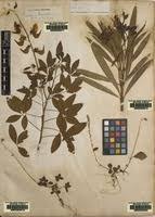 Image result for Crotalaria laburnifolia