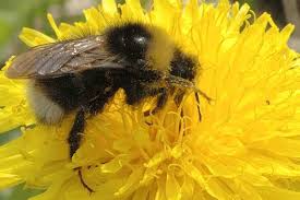 Image result for Bombus vestalis