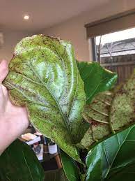 Jun 23, 2021 · nodes are the bumps on the fiddle leaf fig stem where the little brown leaves attach and where leaves grow. Fiddle Leaf Fig Growing New Leaves With Brown Red Dots Indoorgarden