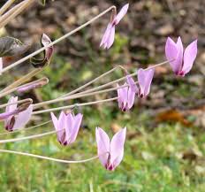 Kilikijska ciklama (sh) specie di pianta della. Anatolien Alpenveilchen Cyclamen Cilicium