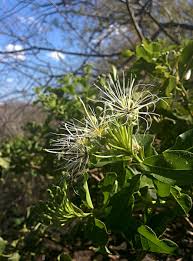 Image result for Maerua