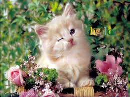 Https Encrypted Tbn0 Gstatic Com Images Q Tbn And9gcqgihrw4xyebnpyjpt7ruecwffpetbixepppw Usqp Cau
