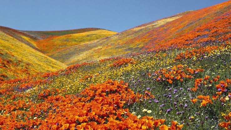 Valley of Flowers Uttarakhand in July