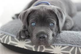 Baby Pitbull Dog Black And White Pablo Grey Pitbull Puppies Blue Cane Corso Puppies Cane Corso Puppies
