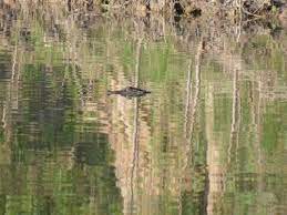 There are several trails that are easy to find. Yes That S An Alligator In The River Will You Still Go Tubing The Daily