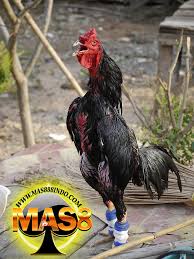 Sabung ayam online terpercaya memiliki keuntungan yaitu anda bisa mengisi waktu kosong anda jika anda bermain taruhan sabung ayam online ini , bukan hanya memperoleh kemenangan saja tapi. Adu Ayam Di Thailand 2018