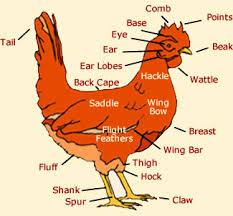 Common cuts of raw chicken the images below represent some of the cuts of raw chicken most commonly encountered in retail stores. Anatomy Chicken Anatomy Drawing Diagram
