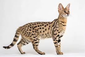 ‪News - International Cat Care‬‏