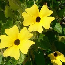 Image result for Thunbergia vogeliana