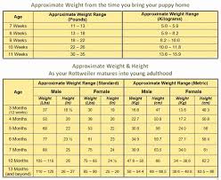 Golden Retriever Weight Online Charts Collection