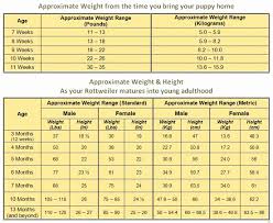 golden retriever weight online charts collection