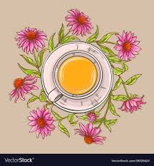 Cup Of Echinacea Tea Vector Image On Vectorstock Echinacea Echinacea Tea Echinacea Benefits