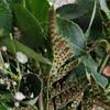 The enchanted florist proudly serves palm bay and the surrounding areas. D Ti6ng8vgg6im