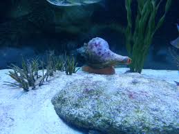 Aquarium At The Loggerhead Marinelife Center Marine Life Fish Pet Pets