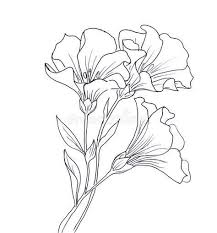 Download Line Ink Drawing Of Flower Stock Illustration Image 62588984 Drawings Art Flower Line Drawings Pencil Drawings Of Flowers Flower Drawing