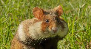 Wild Hamsters And Their Habitat Where Do Hamsters Come From