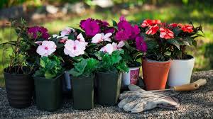 A high quality general purpose plant food will work fine. How To Grow Impatiens In Your Flower Garden 2021 Masterclass