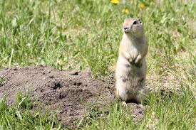 Gophers love to make a dramatic entrance, especially when digging their tunnel openings right in your backyard. How To Get Rid Of Gophers Nature S Defensenature S Defense