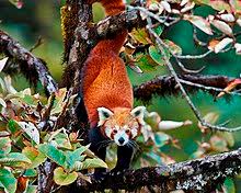 Red Panda Wikipedia 5,000+ vectors, stock photos & psd files. red panda wikipedia