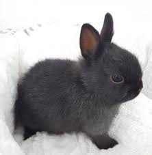 Alibaba.com offers 442 petsmart pet products. Dwarf Bunnies For Sale At Petsmart