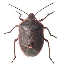 Image result for Coleochloa virgata