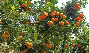 Learn more about citrus and fruit tree growing tips and solutions to common problems. Mandarin Tree Care Growing Mandarins At Home Epic Gardening