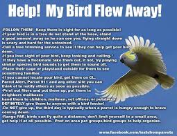 Pet Birds That Don T Fly Away Https Www Facebook Com Parrotfreaksclub Photos A 140460976102175 31216 140459376102335 344109622403975 Type 1 Information About Birds Birds Flying Away Bird