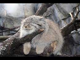manul kot medved youtube pallas s cat cats beautiful cats