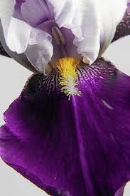 Purple Iris Flower Photo Art Flower Photos Art White Iris Flowers Photography