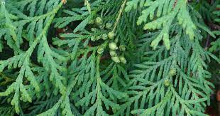 Species of juniper trees vary in shape and they grow between 66 and 103 ft. How To Plant And Grow Juniper Shrubs Gardener S Path