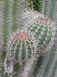 Ajo's spanish architecture is an excellent introduction to southern arizona's colonial history and a. Lg Arizona Organ Pipe Cactus Lemaireocereus Thurberi Urban Xeriscape