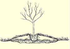 Maybe you would like to learn more about one of these? Japanese Maple Care Mendocino Maples Nursery