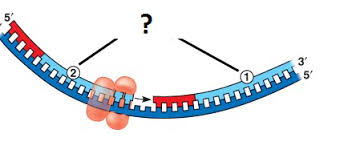 Terms in this set (24). Dna Replication Flashcards Quizlet