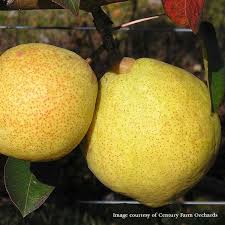 Image result for Pyrus pyrifolia
