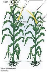 Detasseling Ensures Higher Quality Of Seed Corn