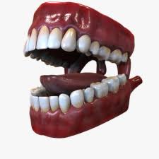 Mouth Anatomy 3d Model Ad Mouth Anatomy Model Mouth Anatomy Anatomy Human Mouth