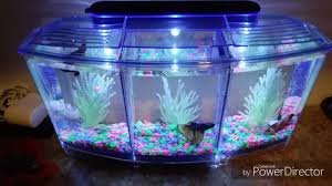 Your first betta fish tank setup doesn't have to be hard. New 3 Betta Fish Tank Kit Plus New Pickups Please Subscribe Show Love For The Hobby Youtube