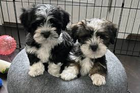 Caring For Your New Havanese Puppy - Havanese Club of America