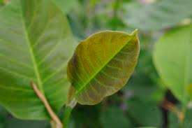 Browse 152 land for sale in magnolia, tx on har.com. Magnolia Vulcan Magnolia X Vulcan Plant Lust