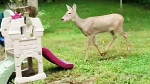 In The Deer 2nite Know Your Meme