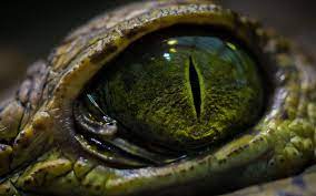 Everything you should know about the snake. Reptile Eye Wallpapers Top Free Reptile Eye Backgrounds Wallpaperaccess