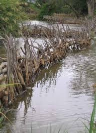 Image result for Rhynchosia kilimandscharica