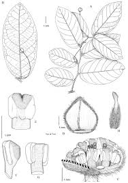 Image result for Monanthotaxis parvifolia