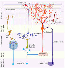 Animal cell that has no nucleus when fully developed. Frontiers Origins Development And Compartmentation Of The Granule Cells Of The Cerebellum Frontiers In Neural Circuits