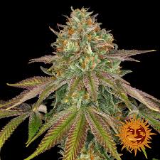 This can make it an excellent pain reliever. Wedding Cake Cannabis Seeds Barneys Farm